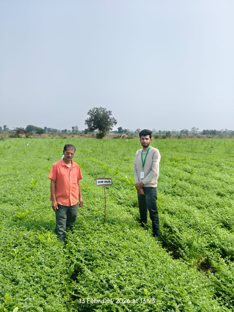 Chickpea Demonstration Plot