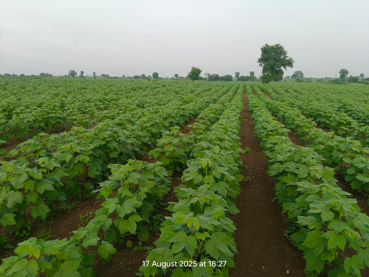 Cotton field under K.K. FPC